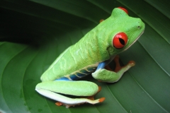 Costa Rican Frog