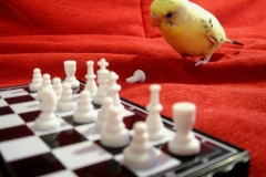 Pensive Parakeet